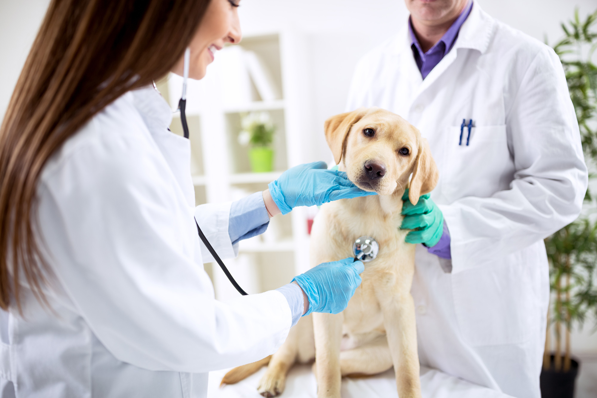 VETERINAIRES